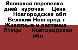 Японская перепелка 30 дней (курочка) › Цена ­ 99 - Новгородская обл., Великий Новгород г. Животные и растения » Птицы   . Новгородская обл.